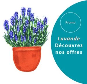 lavande balcon