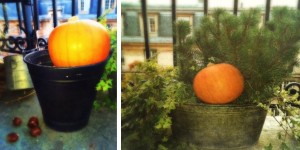 plante balcon