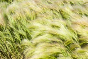stipa tenuifolia