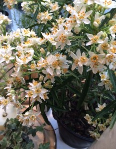 boutique de plantes à paris