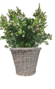 fleur de cire