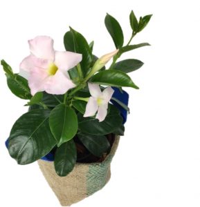 dipladenia