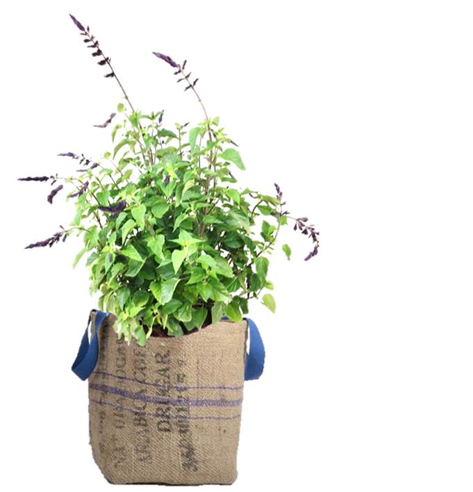 Purple Bag