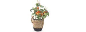 tomate cerise