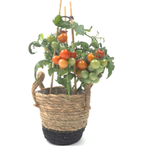 tomates balcon paris
