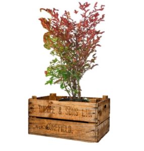 livraison plantes paris nandina domestica