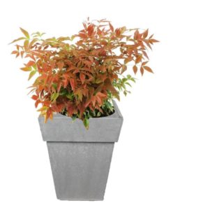 livraison plantes paris nandina