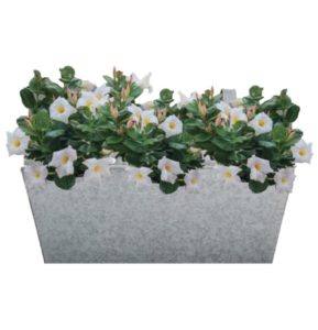 plante pour balconnière dipladenia