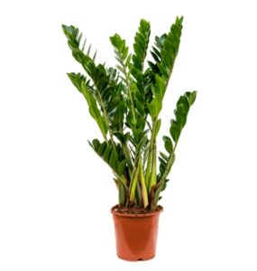 zamioculcas