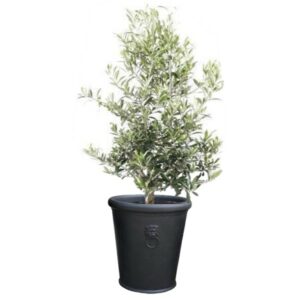pot balcon olivier