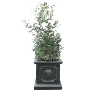 pot balcon eucalyptus