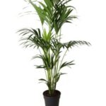 Palm Kentia