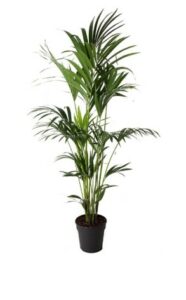 Palm Kentia