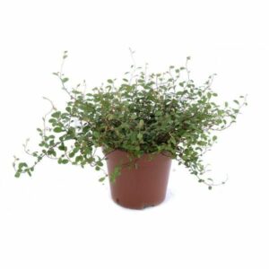 Muehlenbeckia balcon terrasse paris