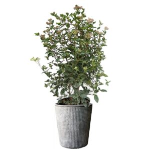 laurier tin en pot