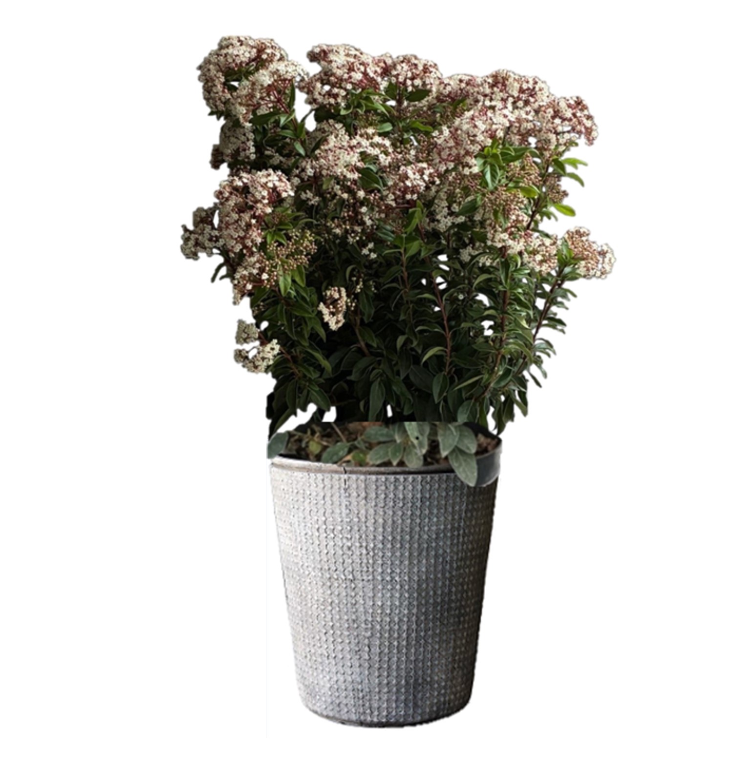 Winter Pot