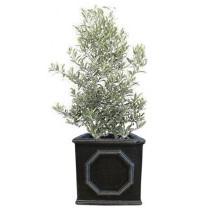 plante de balcon - olivier en pot
