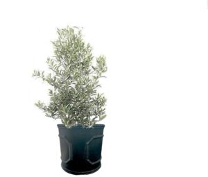 plante de balcon -olivier en pot